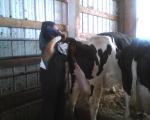 Dr. Jim doing pregnancy checks on the cows